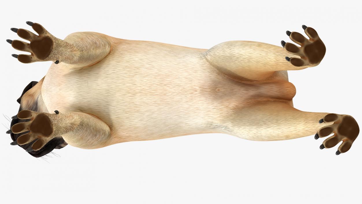 Pug Dog 3D model