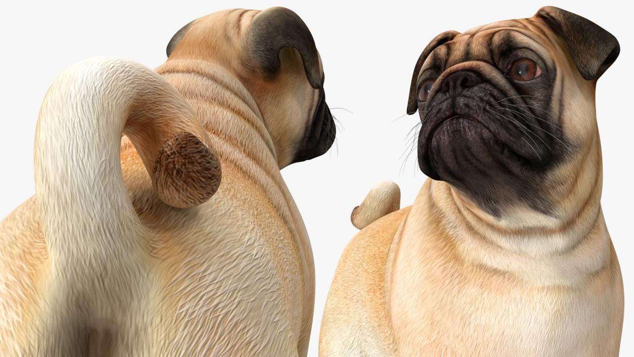 Pug Dog 3D model