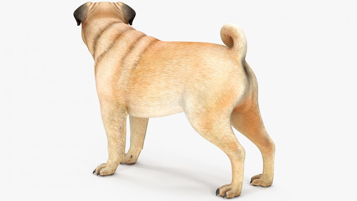 Pug Dog 3D model