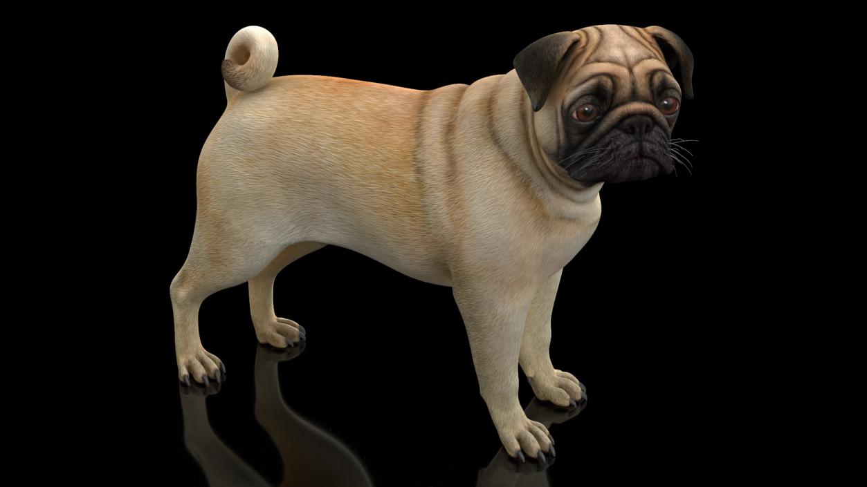 Pug Dog 3D model