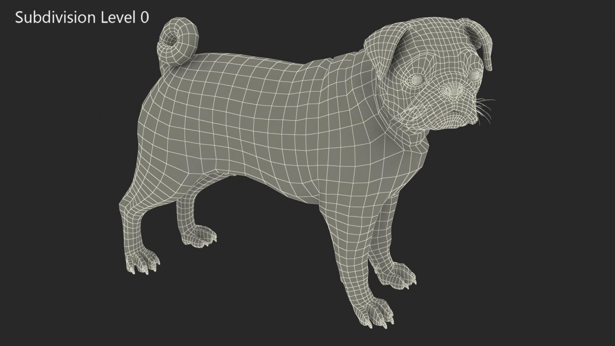 Pug Dog 3D model