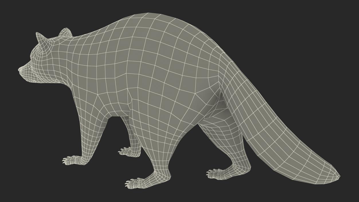 3D model Raccoon Walking Pose