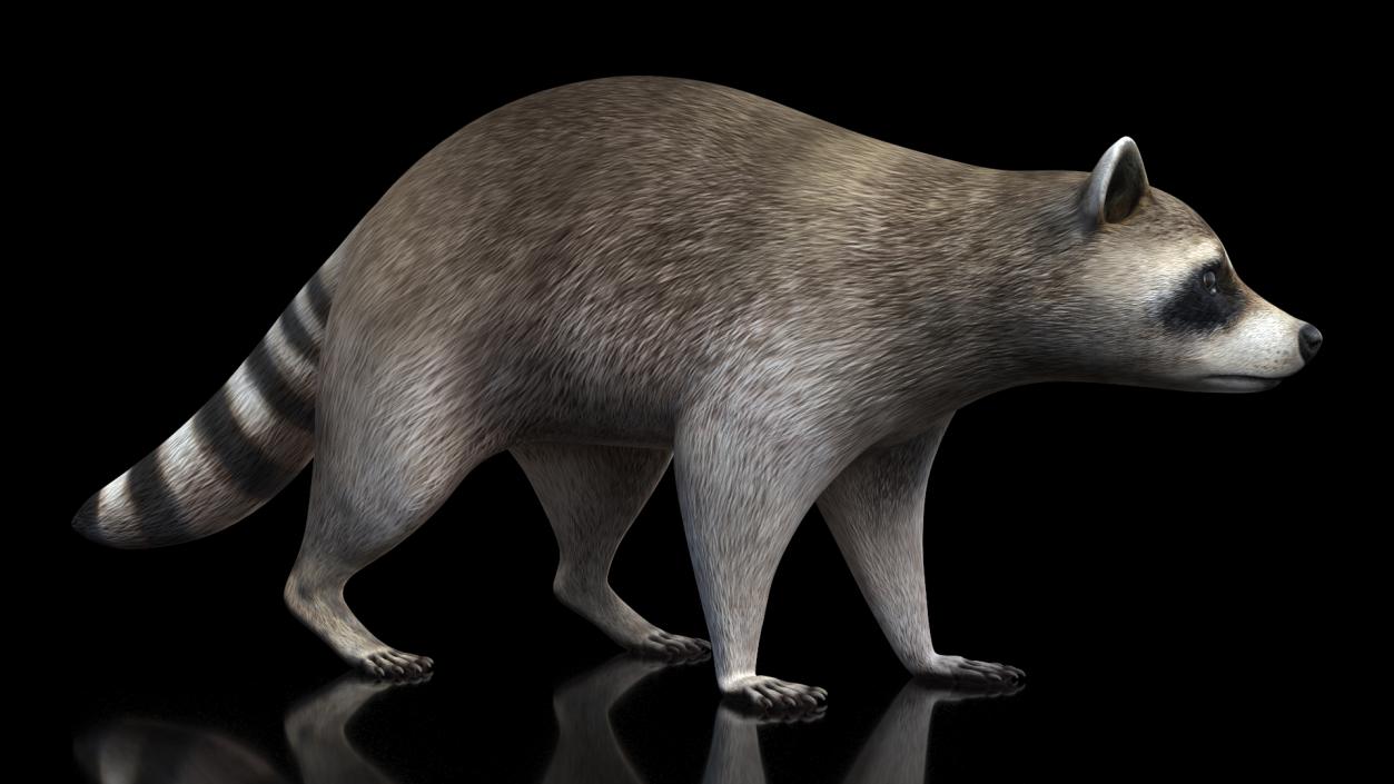 3D model Raccoon Walking Pose