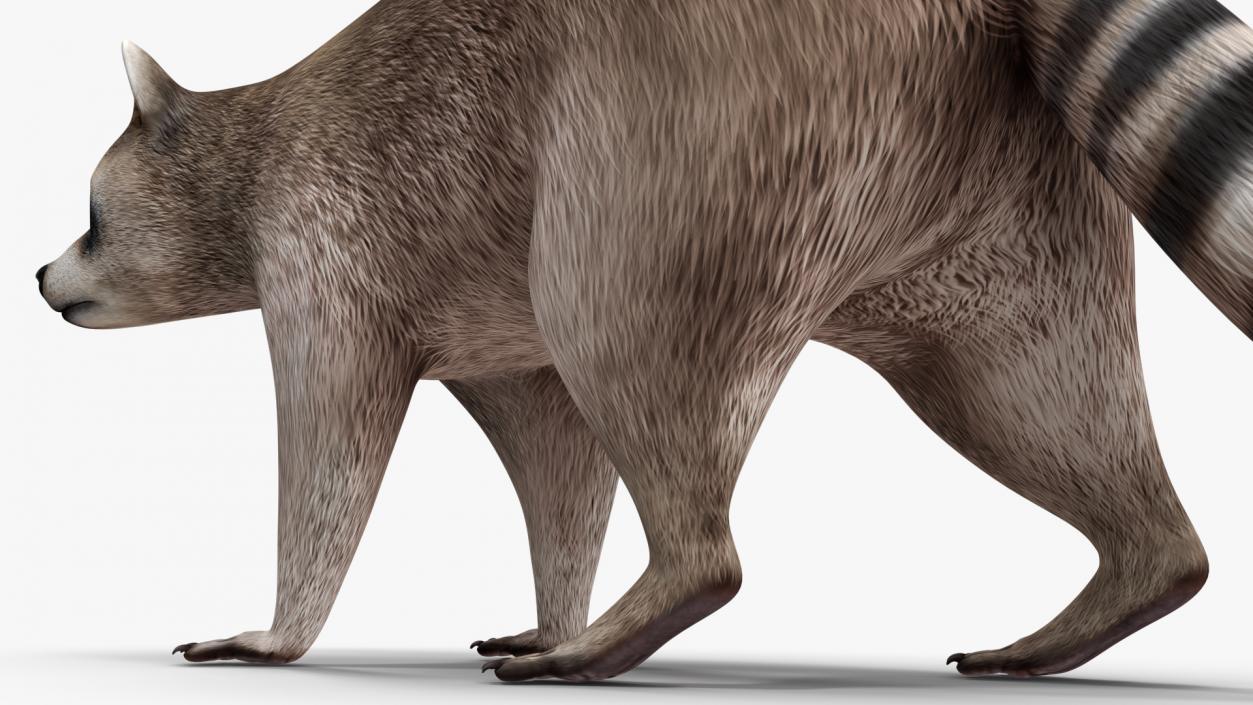 3D model Raccoon Walking Pose