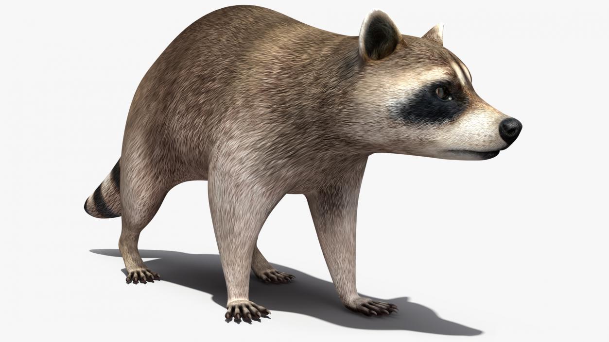 3D model Raccoon Walking Pose