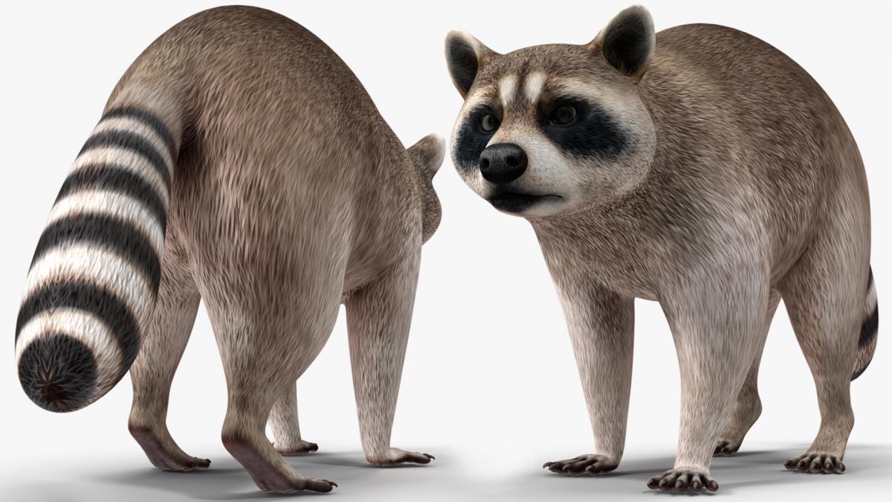 3D model Raccoon Walking Pose