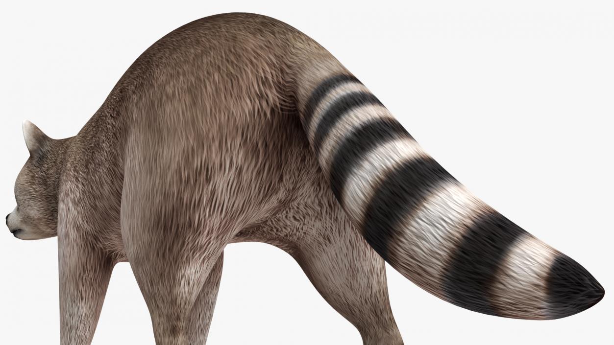 3D model Raccoon Walking Pose