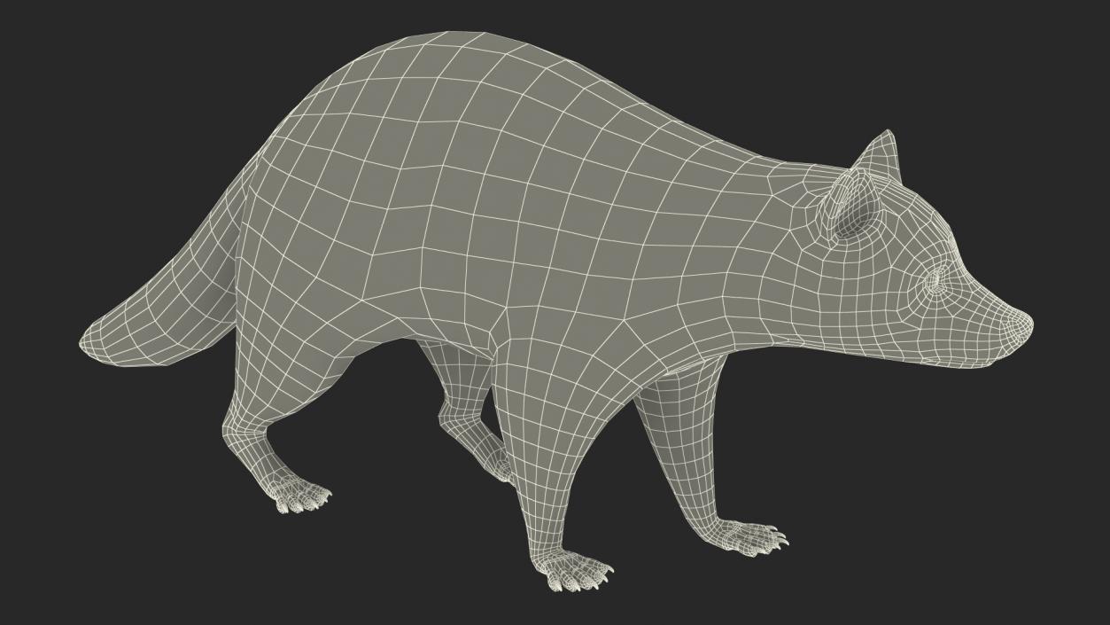 3D model Raccoon Walking Pose