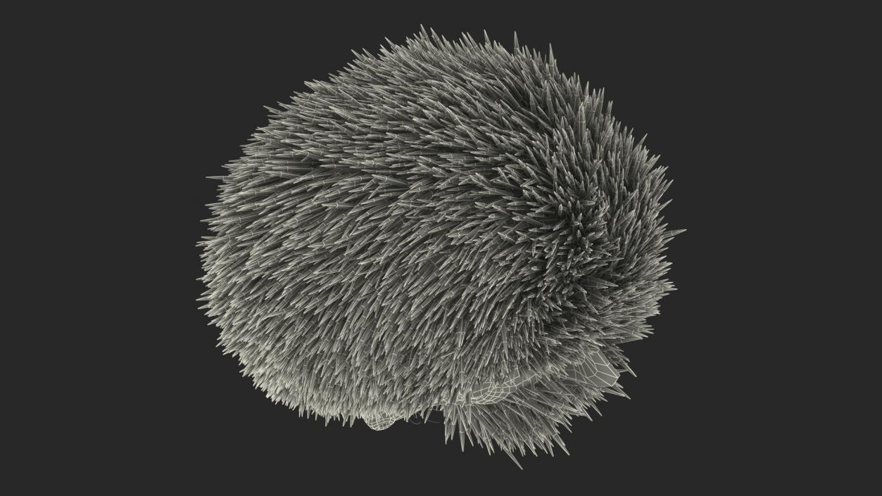 Sleeping Black Hedgehog Fur 3D