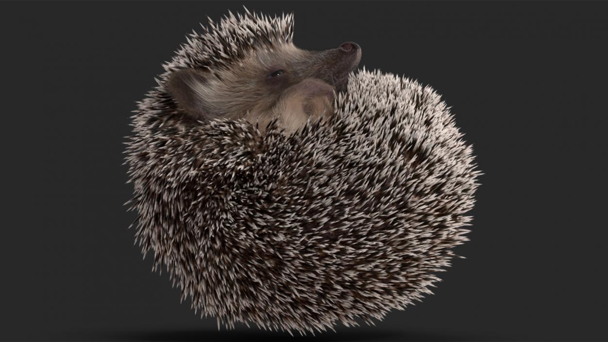 Sleeping Black Hedgehog Fur 3D