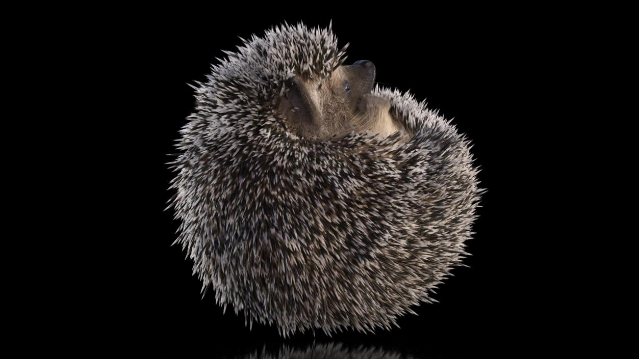 Sleeping Black Hedgehog Fur 3D