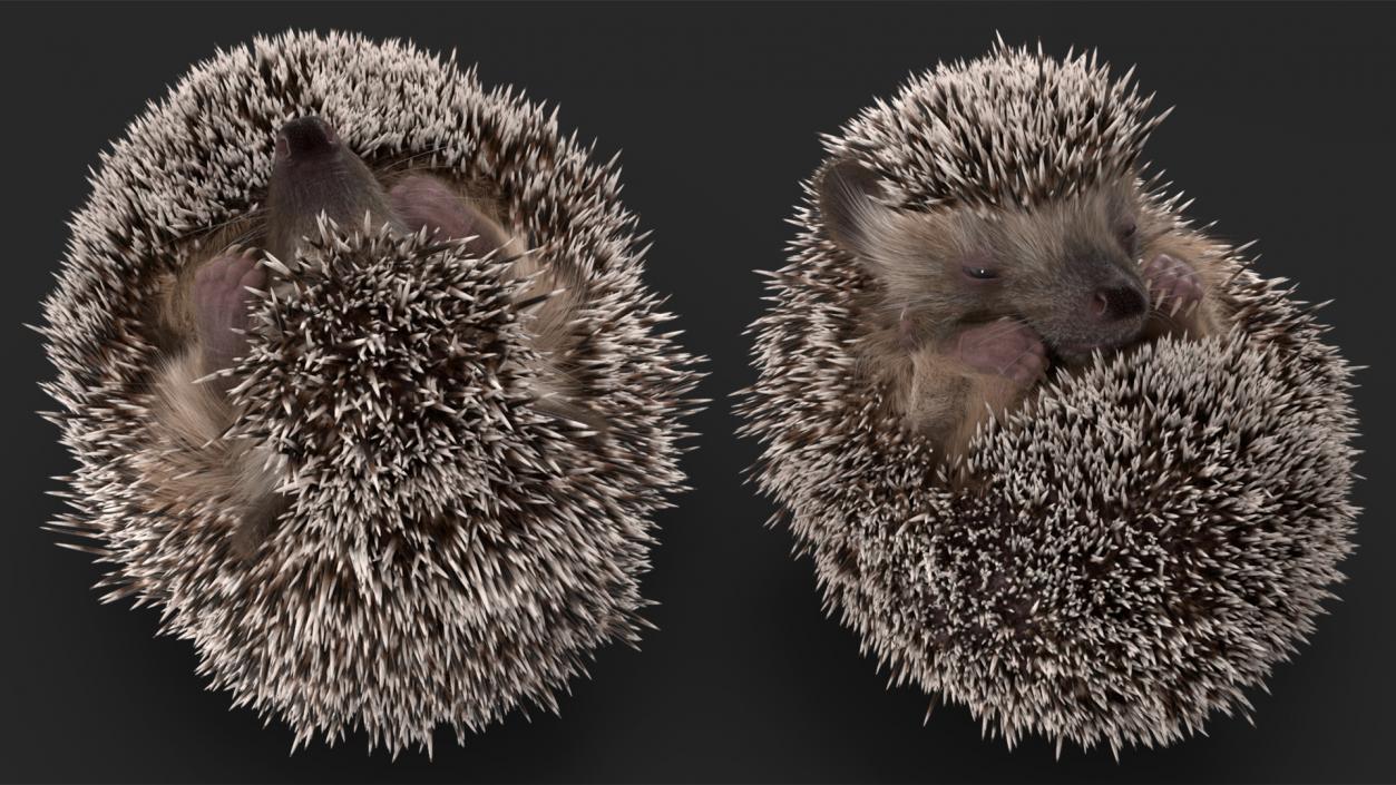 Sleeping Black Hedgehog Fur 3D