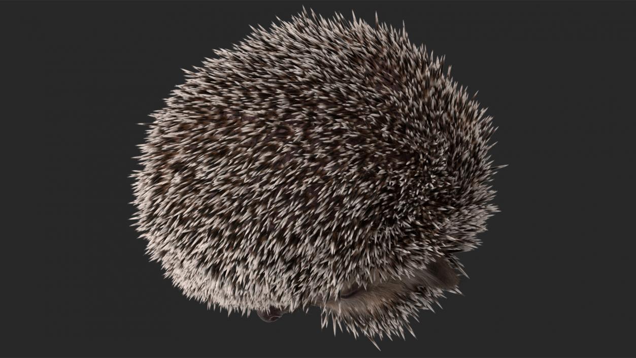 Sleeping Black Hedgehog Fur 3D