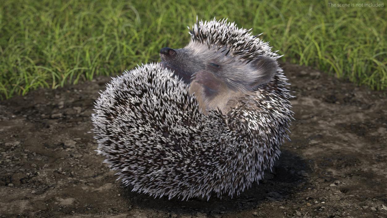 Sleeping Black Hedgehog Fur 3D