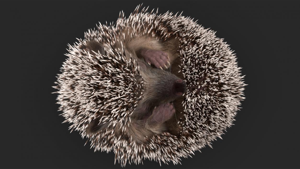 Sleeping Black Hedgehog Fur 3D