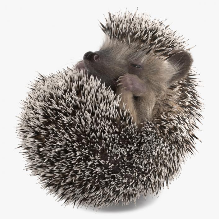 Sleeping Black Hedgehog Fur 3D