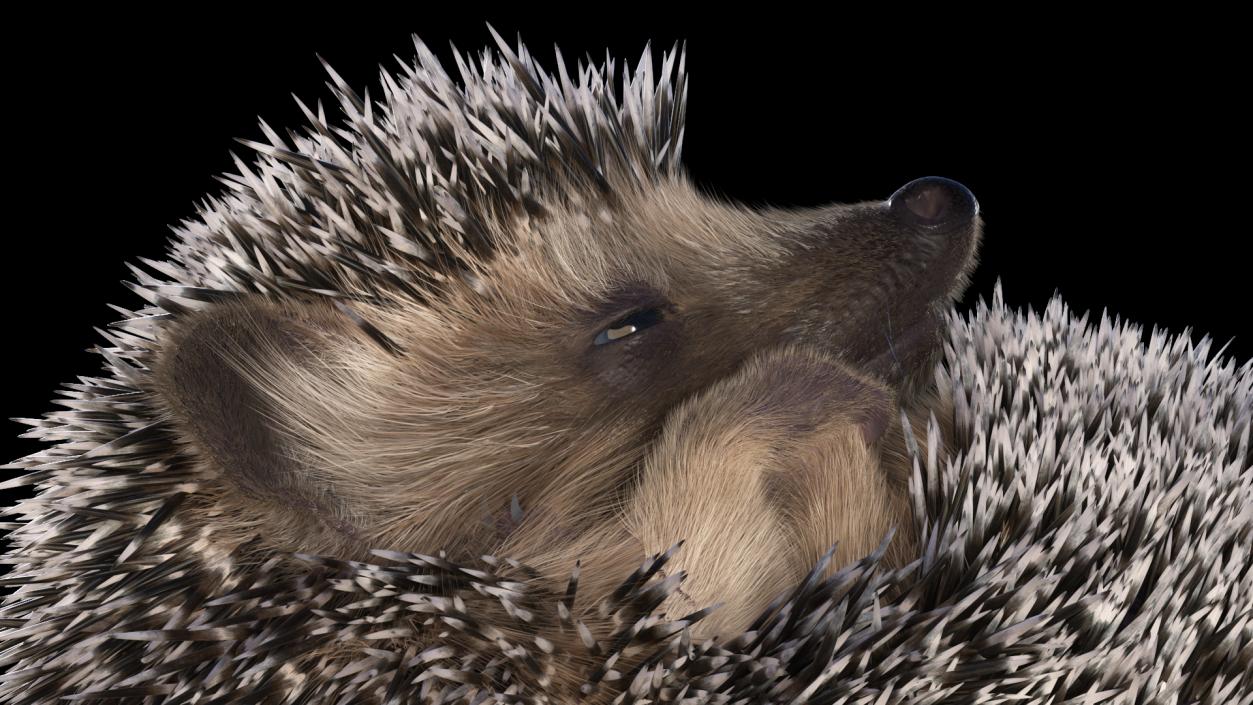 Sleeping Black Hedgehog Fur 3D