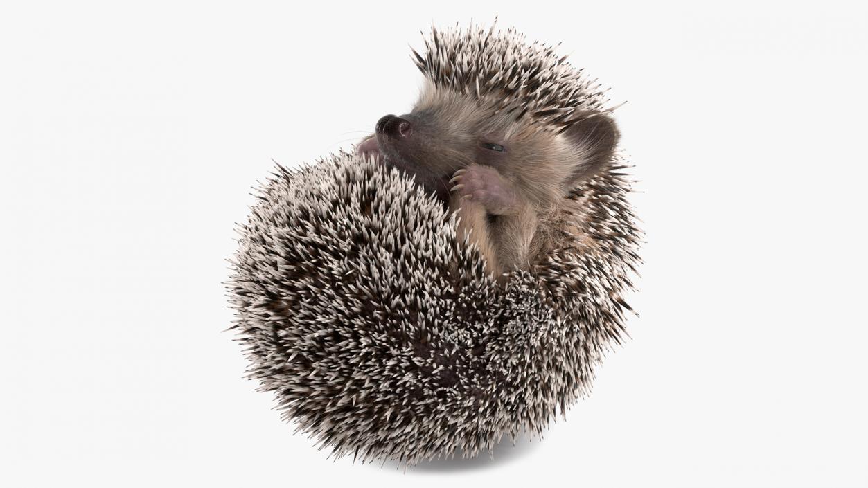 Sleeping Black Hedgehog Fur 3D