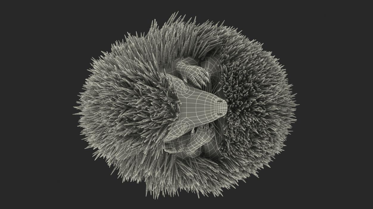 Sleeping Black Hedgehog Fur 3D