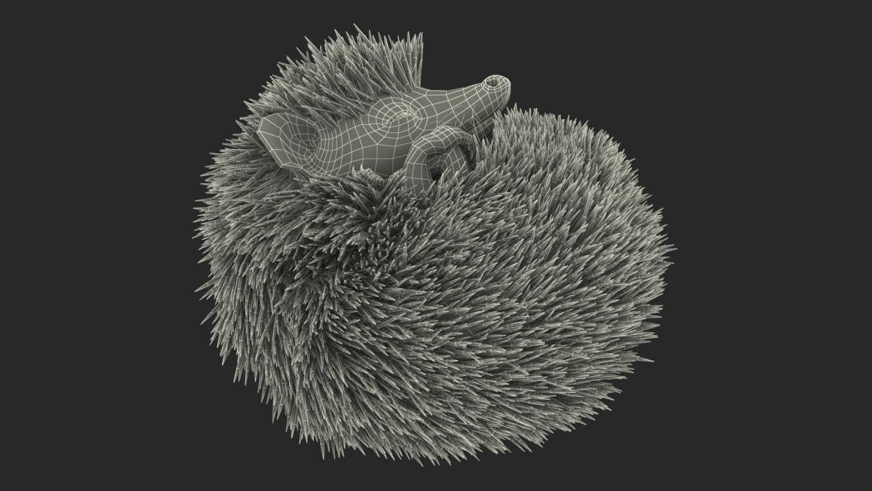 Sleeping Black Hedgehog Fur 3D