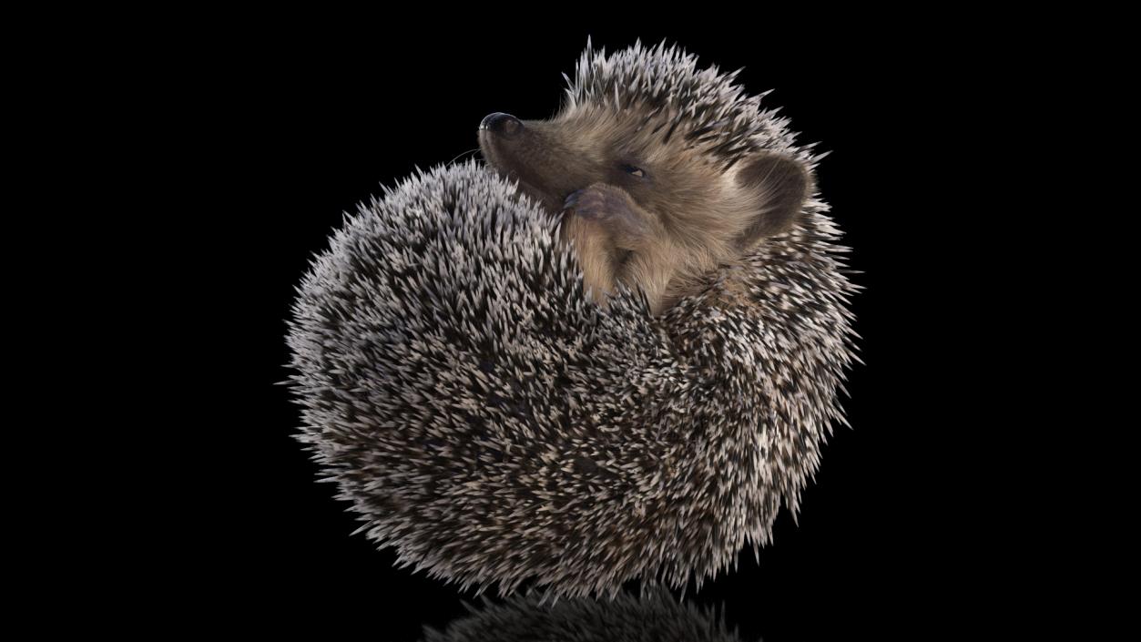 Sleeping Black Hedgehog Fur 3D