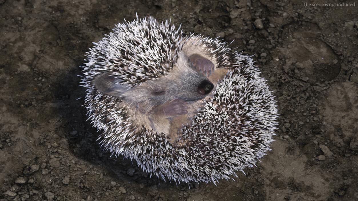 Sleeping Black Hedgehog Fur 3D