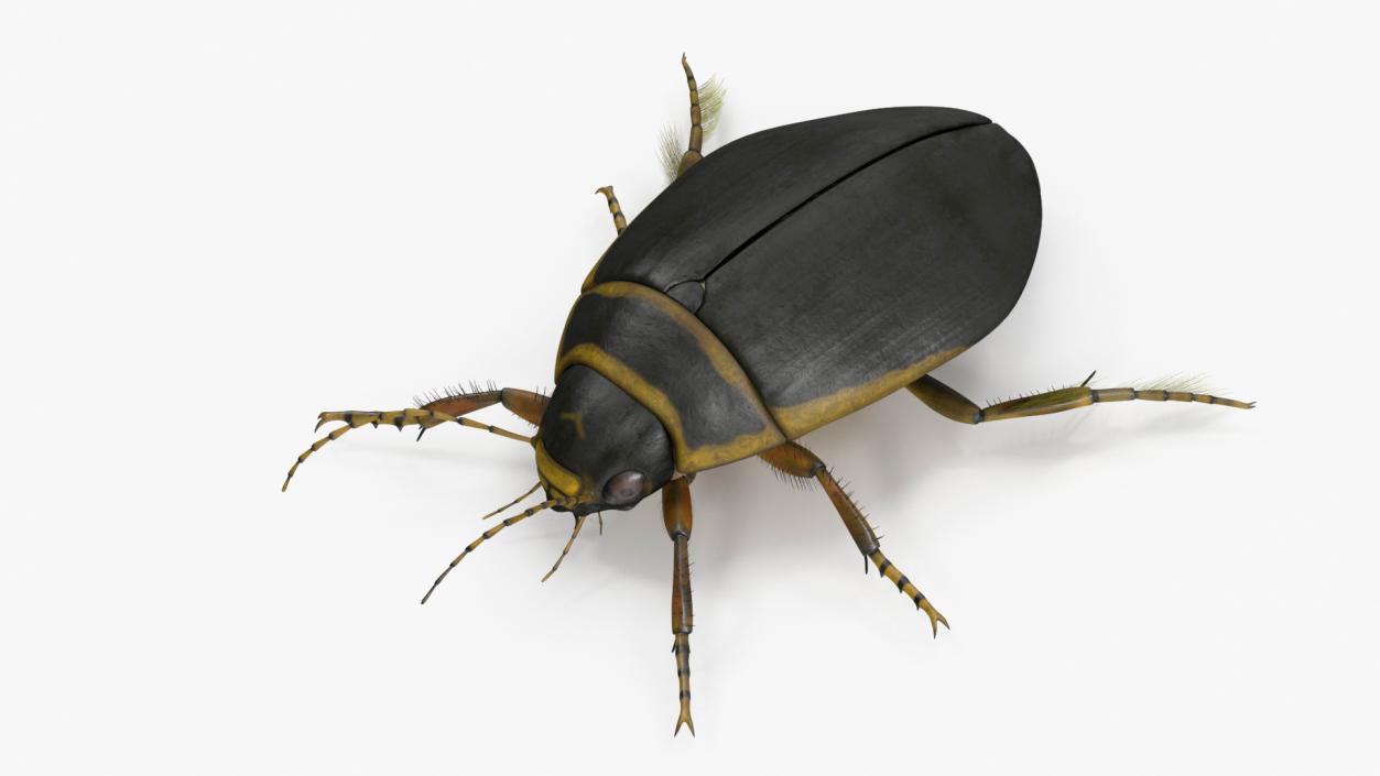 3D Insect Water Beetle Brown Rigged for Maya