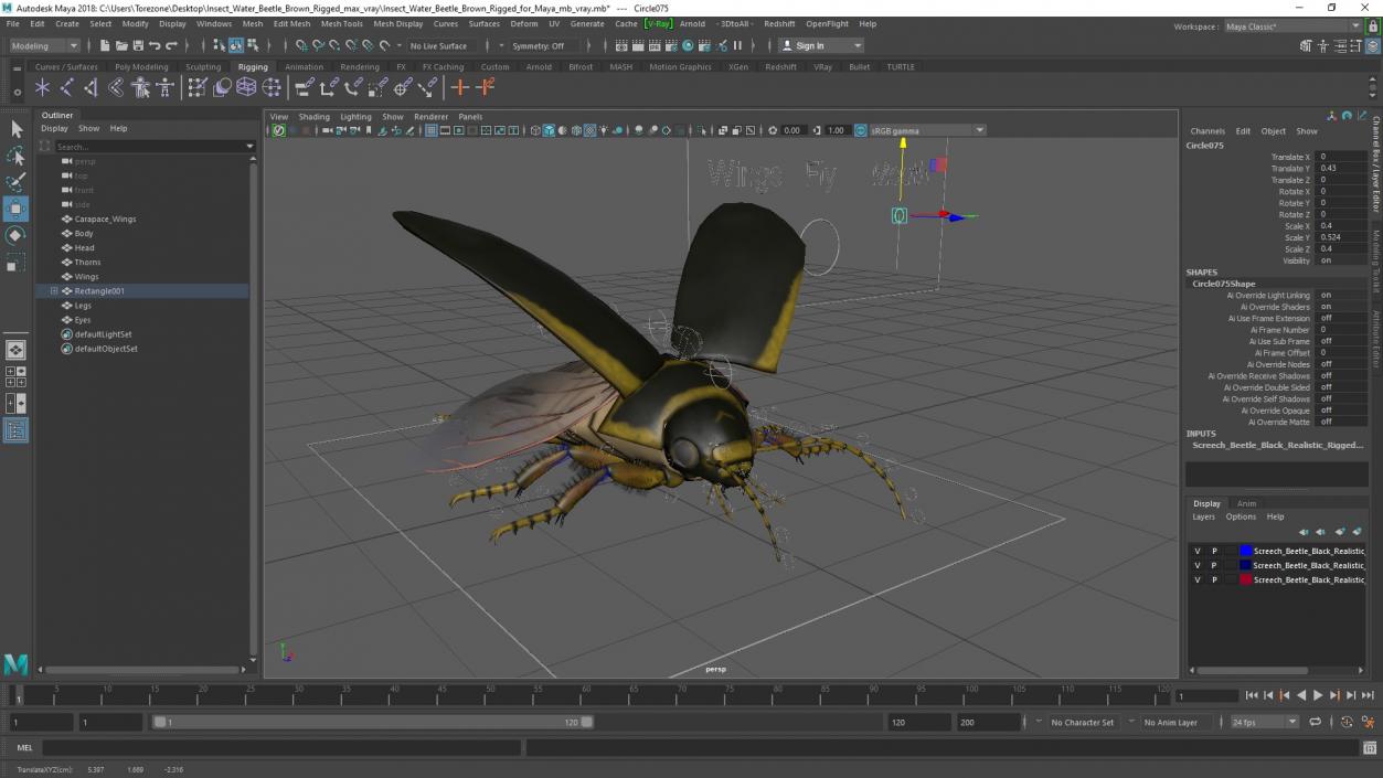 3D Insect Water Beetle Brown Rigged for Maya