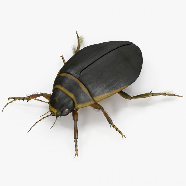 3D Insect Water Beetle Brown Rigged for Maya