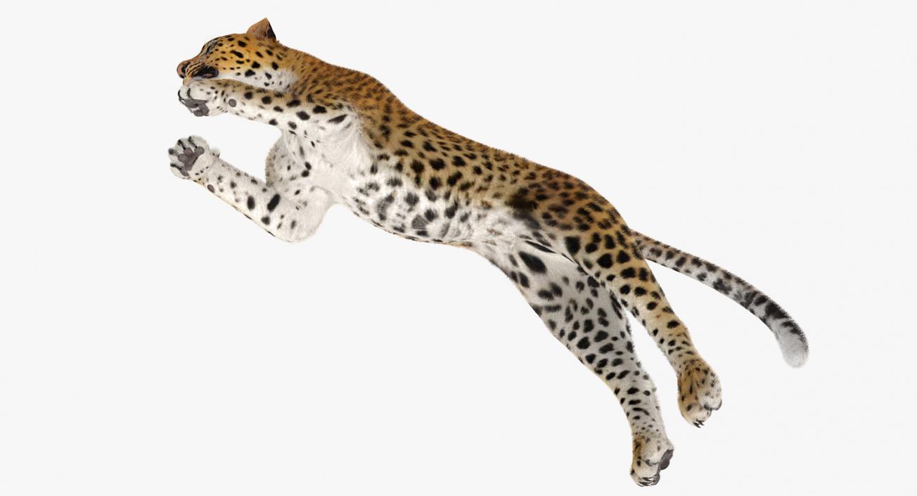 Panthera Pardus Jumping Pose with Fur 3D