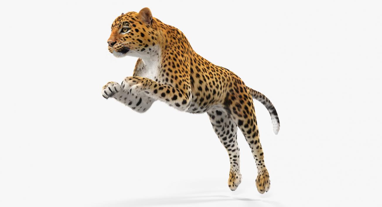 Panthera Pardus Jumping Pose with Fur 3D