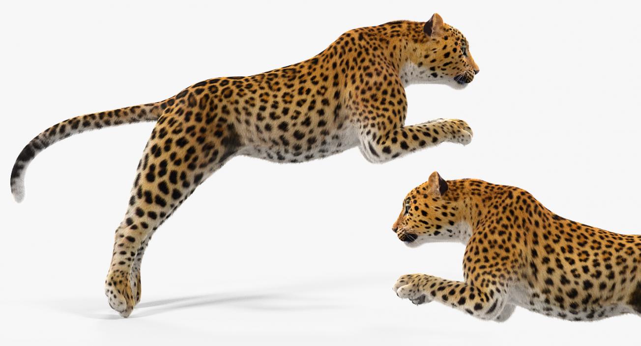 Panthera Pardus Jumping Pose with Fur 3D