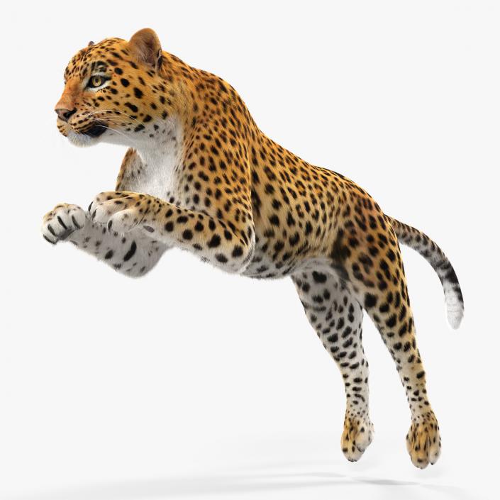 Panthera Pardus Jumping Pose with Fur 3D