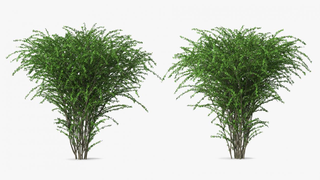 Berberis Green Bush 3D model