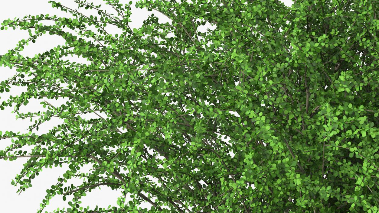 Berberis Green Bush 3D model