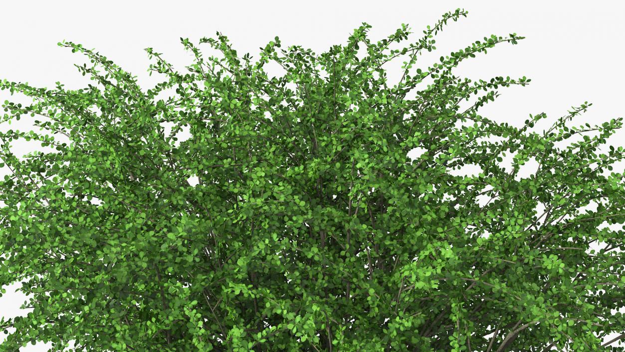 Berberis Green Bush 3D model