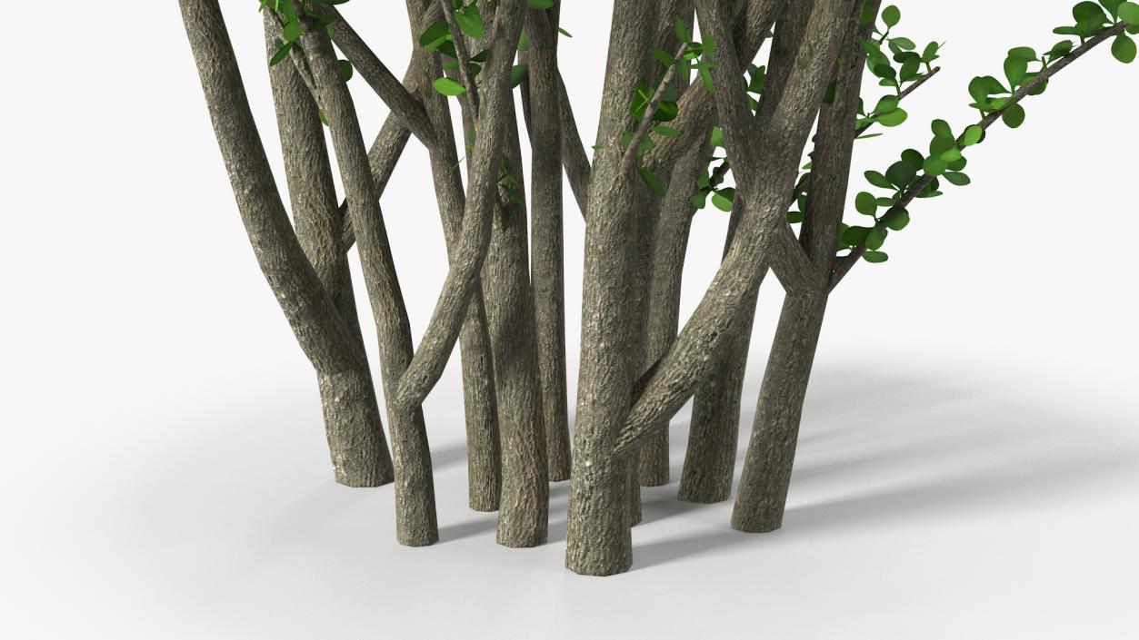 Berberis Green Bush 3D model