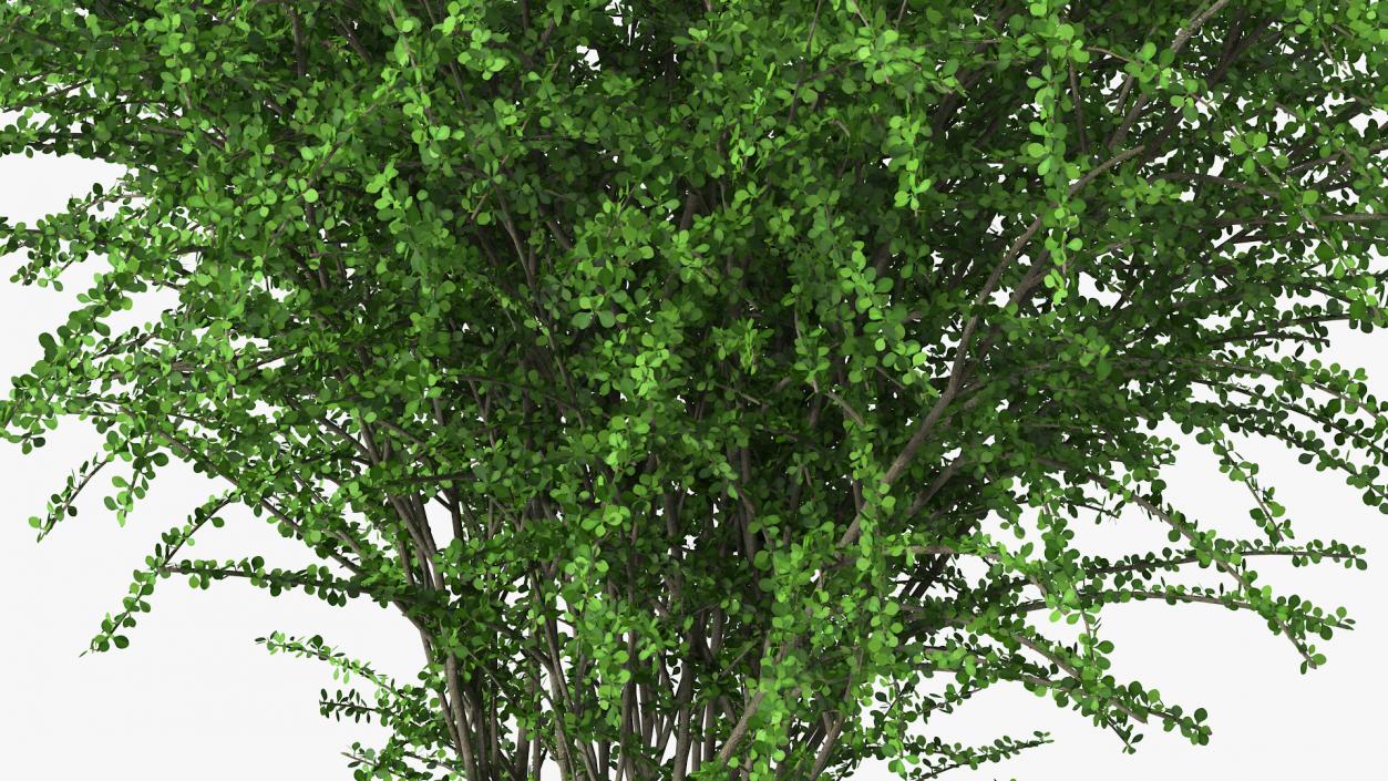 Berberis Green Bush 3D model