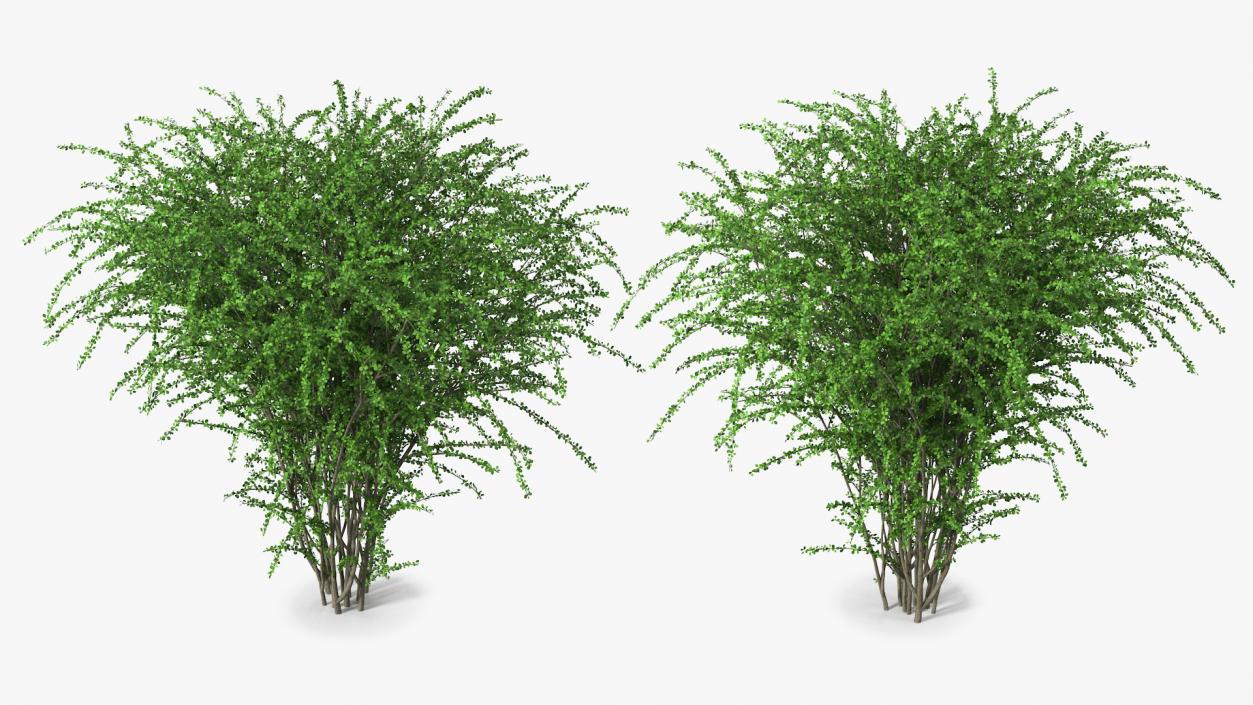 Berberis Green Bush 3D model