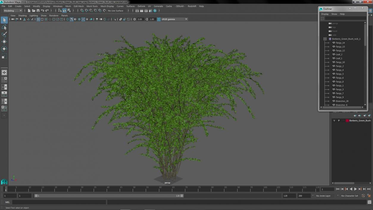 Berberis Green Bush 3D model