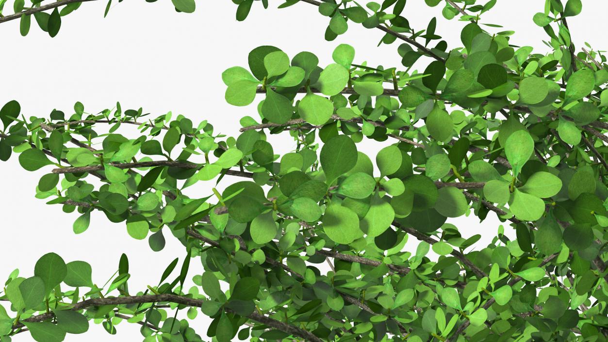 Berberis Green Bush 3D model