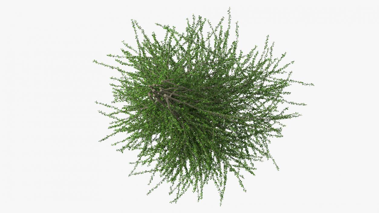 Berberis Green Bush 3D model