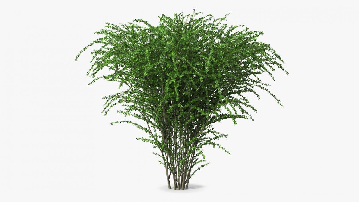 Berberis Green Bush 3D model