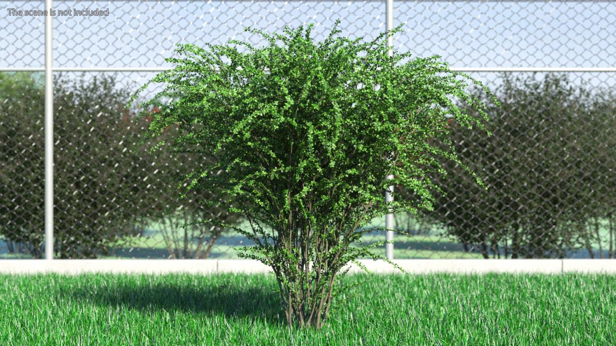 Berberis Green Bush 3D model