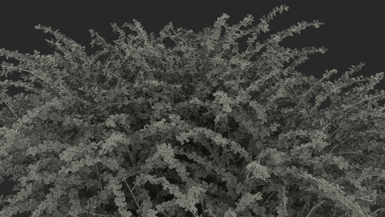 Berberis Green Bush 3D model