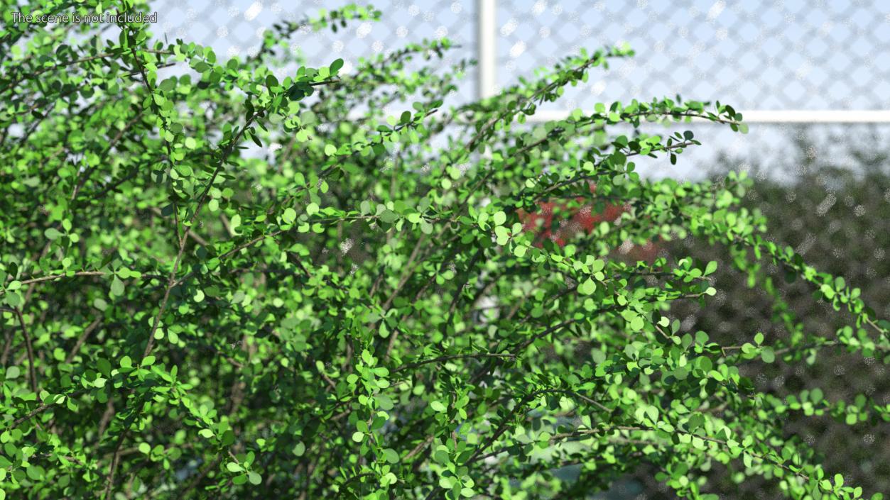 Berberis Green Bush 3D model