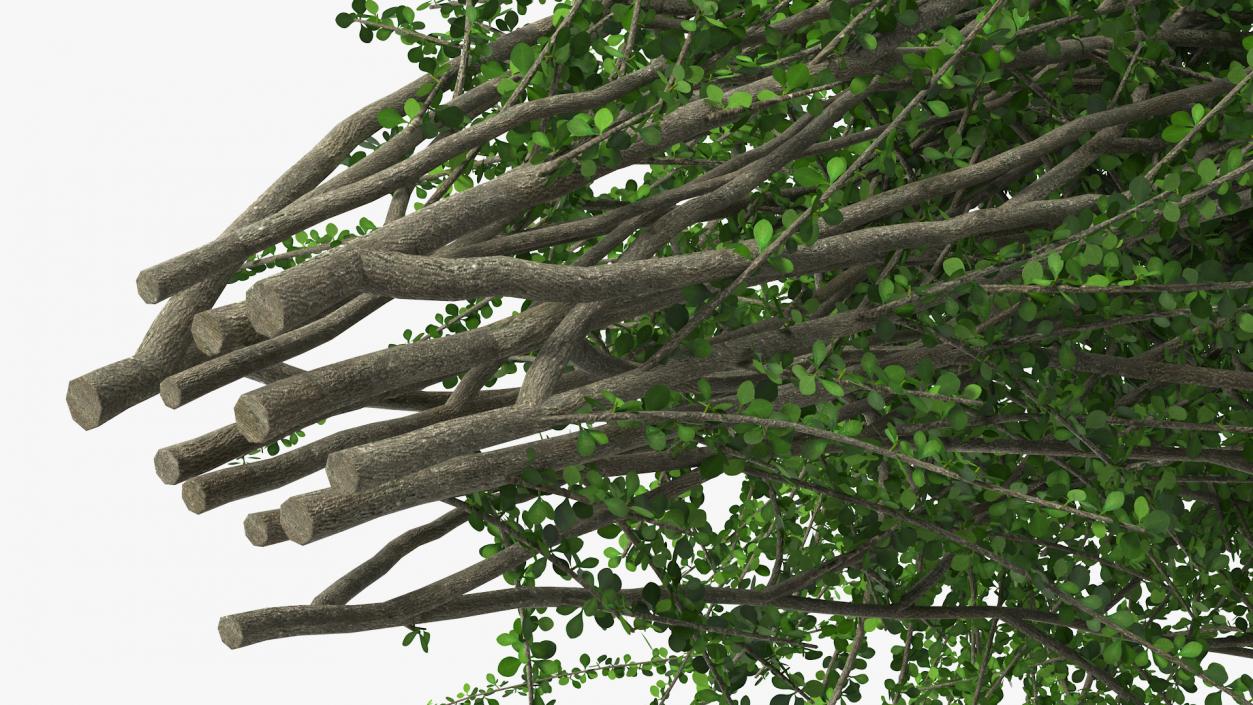 Berberis Green Bush 3D model