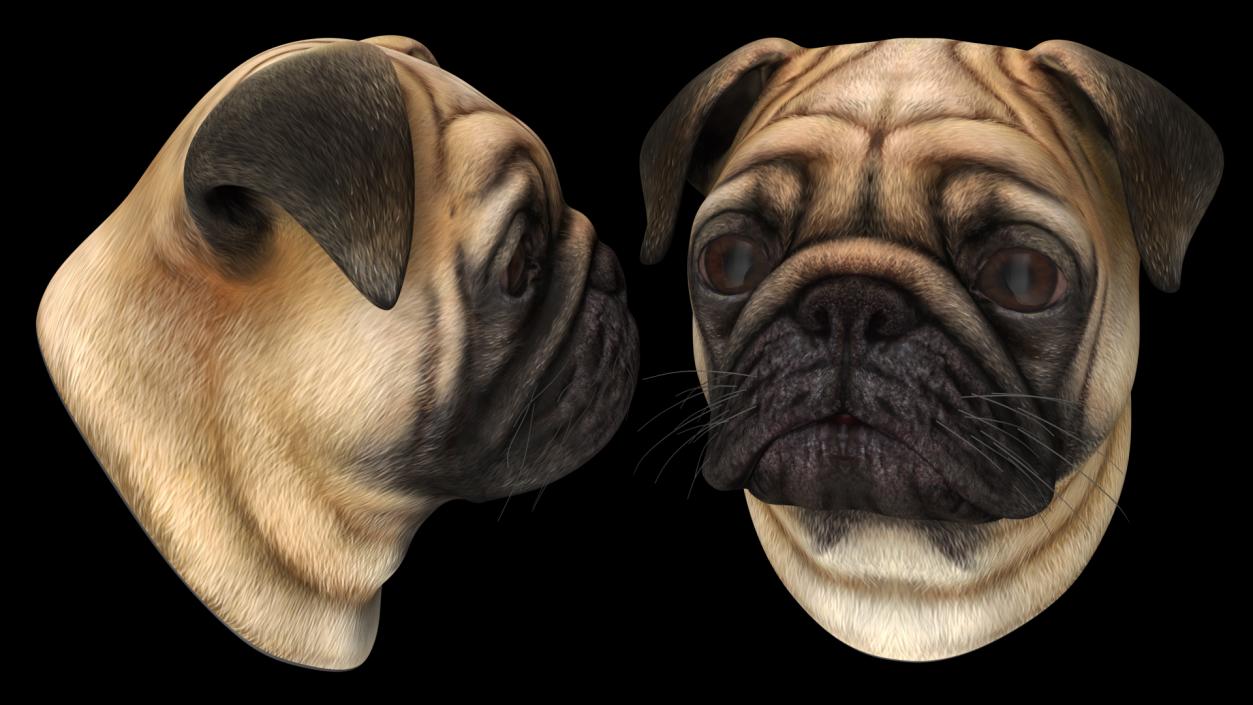 Pug Dog Head 3D