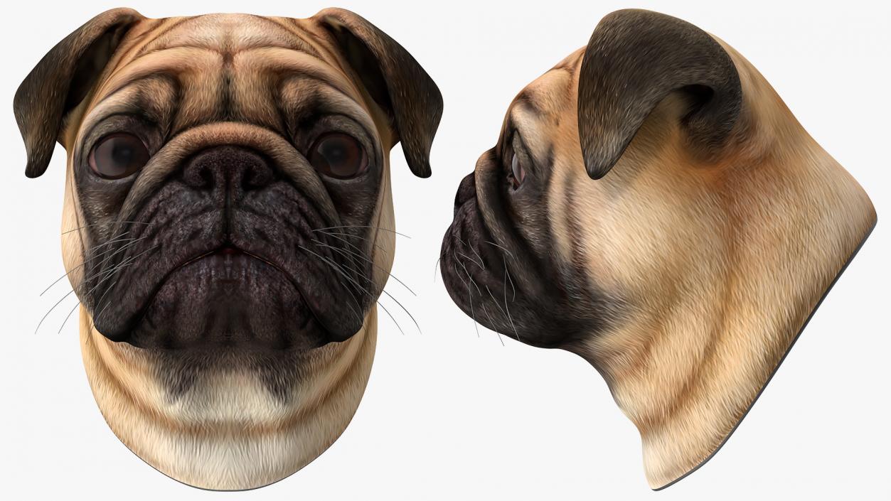 Pug Dog Head 3D