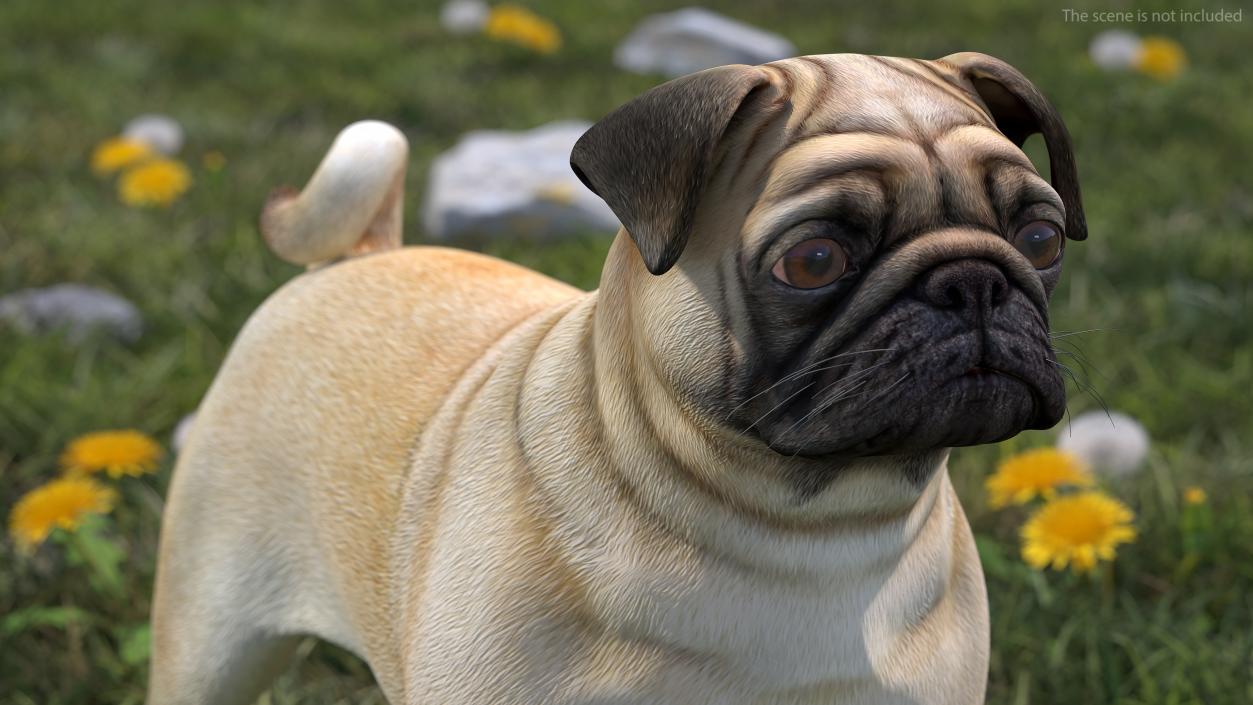 Pug Dog Head 3D